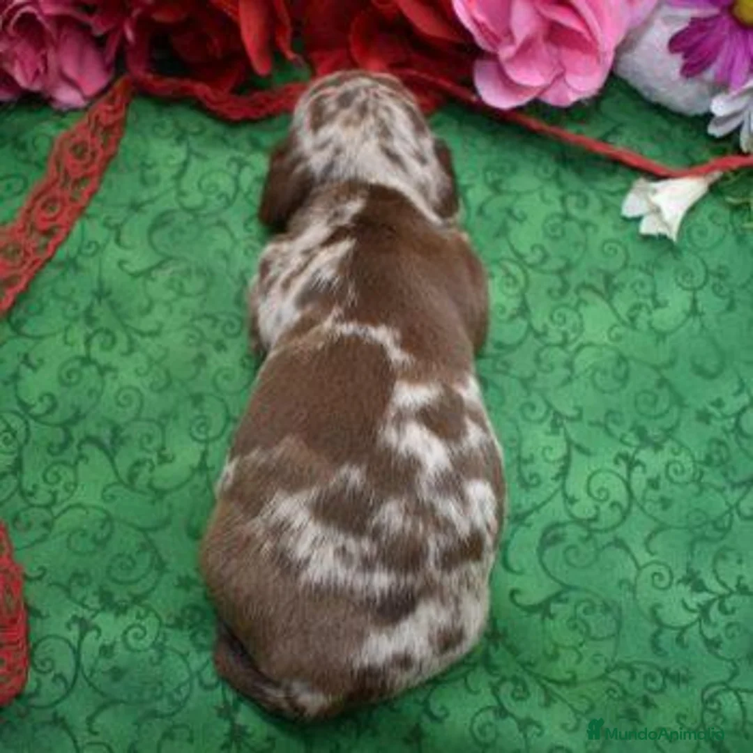 Teckel Miniatura perros en venta: TECKEL EN CATALUÑA  - Anuncio 2