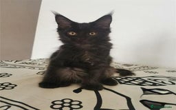 Maine Coon gatos en venta: Mainecoon alta calidad Malaga en Madrid - Imagen 4
