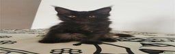 Maine Coon gatos en venta: Mainecoon alta calidad Malaga en Madrid - Anuncio 4