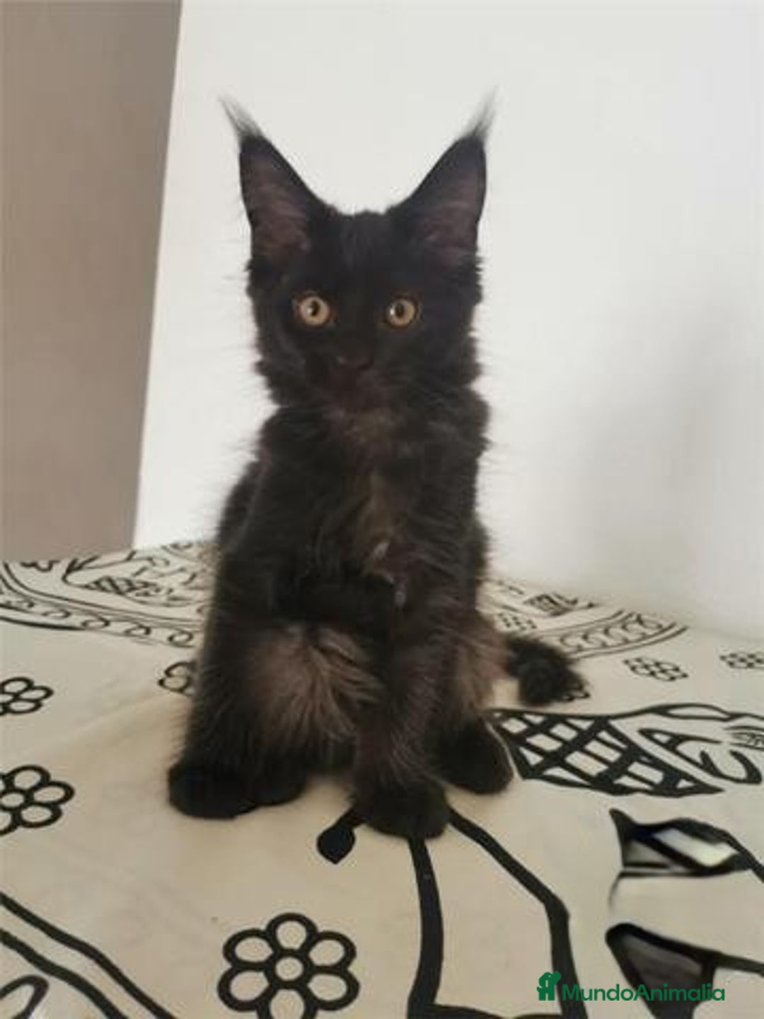 Maine Coon gatos en venta: Mainecoon alta calidad Malaga en Madrid - Imagen 4