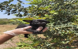 Chihuahua perros en venta: Hembra chihuahua negra  - Imagen 1