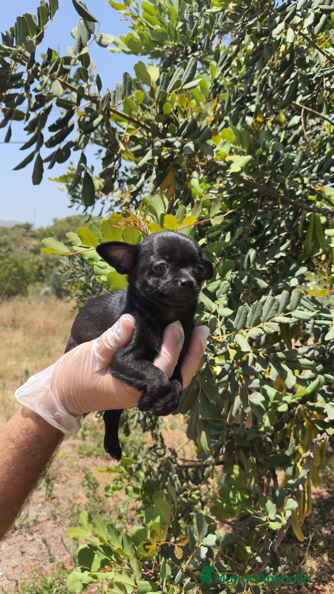 Chihuahua perros en venta: Hembra chihuahua negra  - Imagen 1