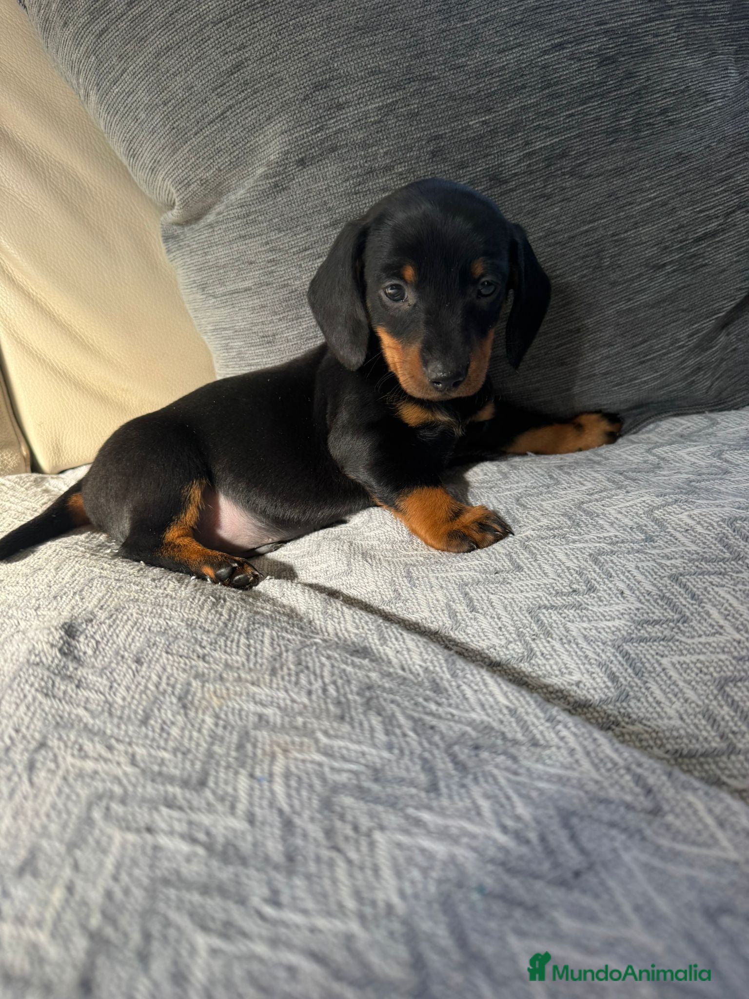 Teckel perros Teckel  - Anuncio 20