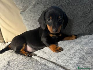 Teckel perros Teckel - Anuncio 20