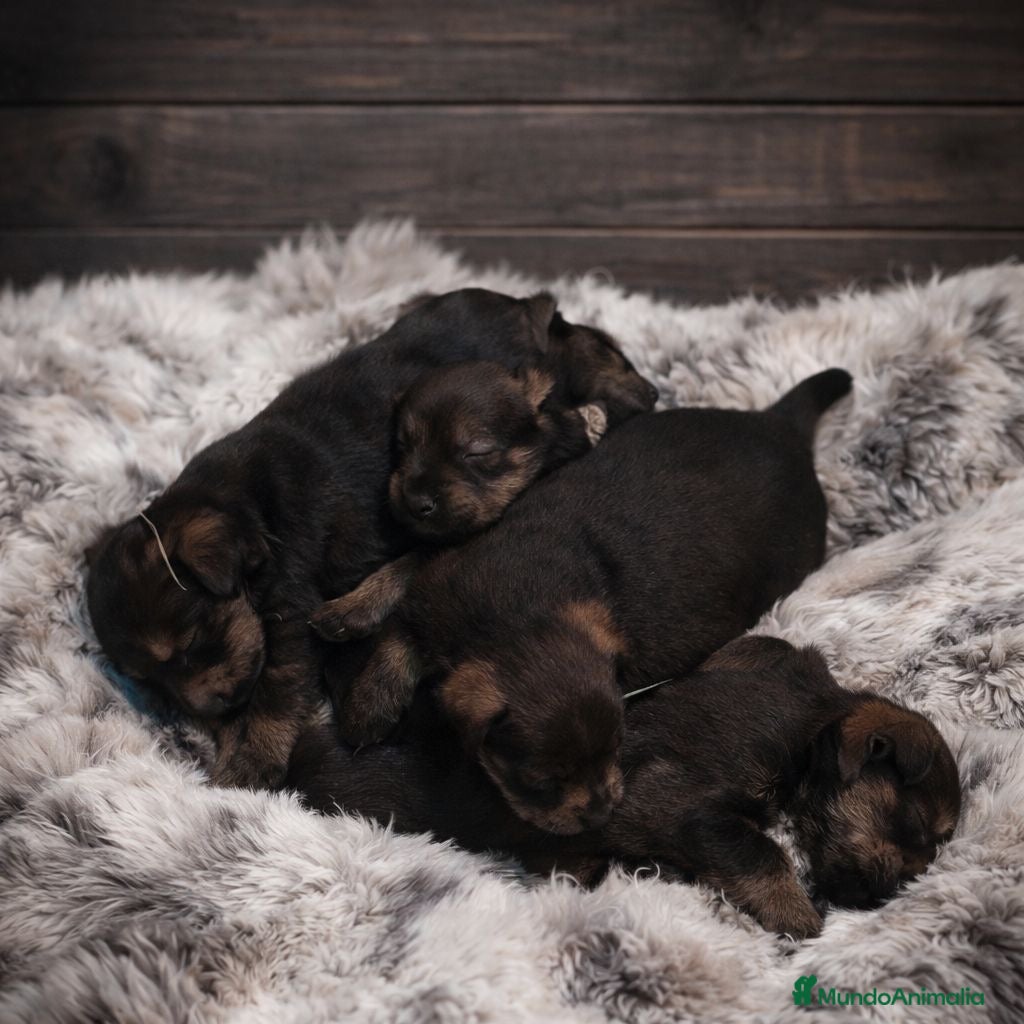 Schnauzer Miniatura perros Camada de Schnauzer Miniatura Calidad  - Anuncio 1