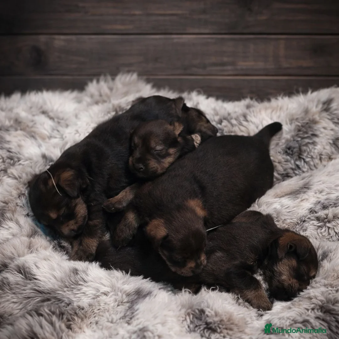 Schnauzer Miniatura perros en venta: Camada de Schnauzer Miniatura Calidad  - Anuncio 1