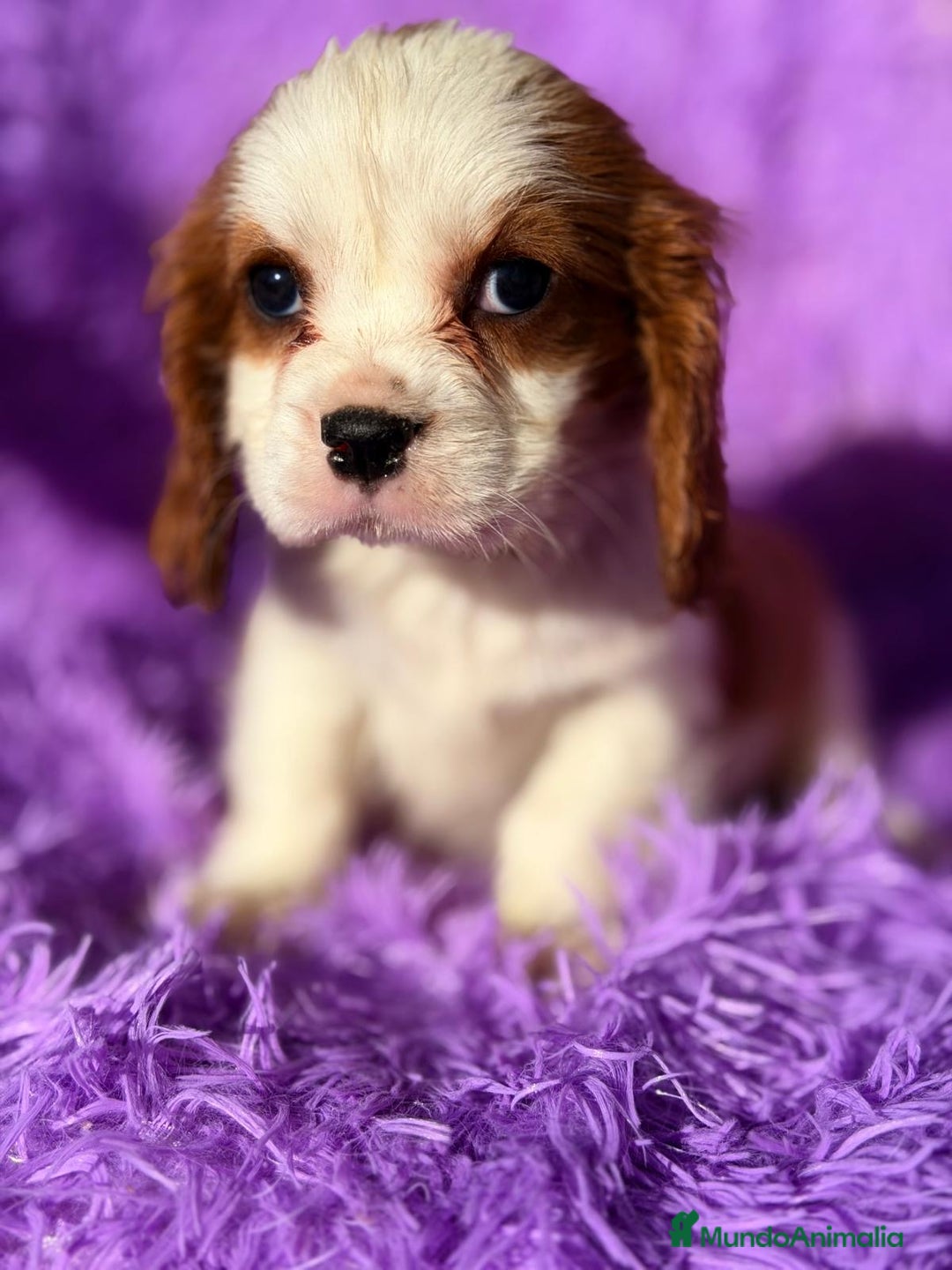 Cavalier King Charles Spaniel perros en venta: CAVALIER BLENHEIN Y TRICOLOR - Anuncio 3
