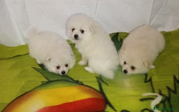Pomerania perros en venta: OFERTA HEMBRITAS POMERANIAS desde 700 € - Imagen 1