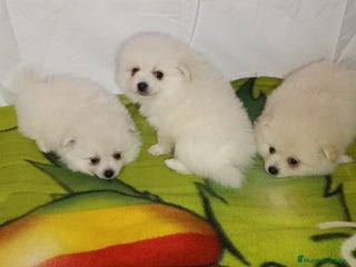 Pomerania perros - Anuncio 35