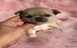 Chihuahua perros en venta: Chihuahua Toy Isabella  - Anuncio 5