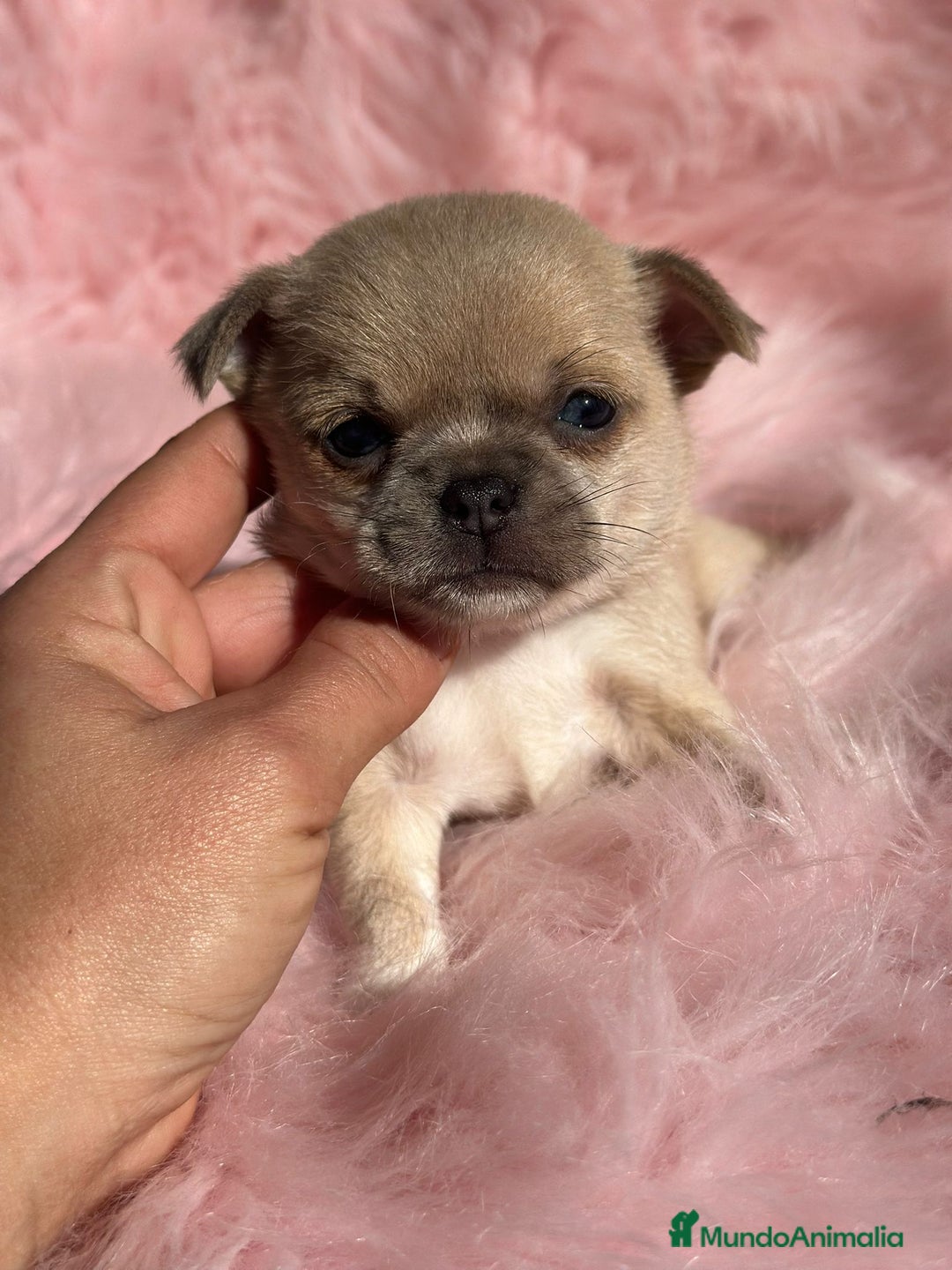 Chihuahua perros en venta: Chihuahua Toy Isabella  - Anuncio 5