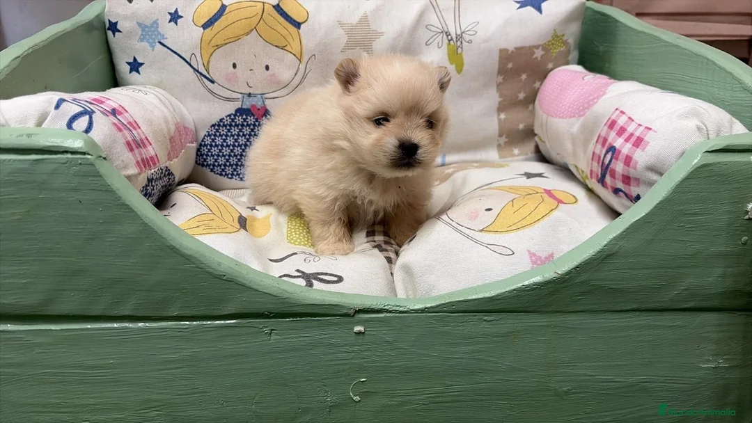Pomerania perros en venta: Pomeranias toy muy bonitos !!! - Anuncio 1