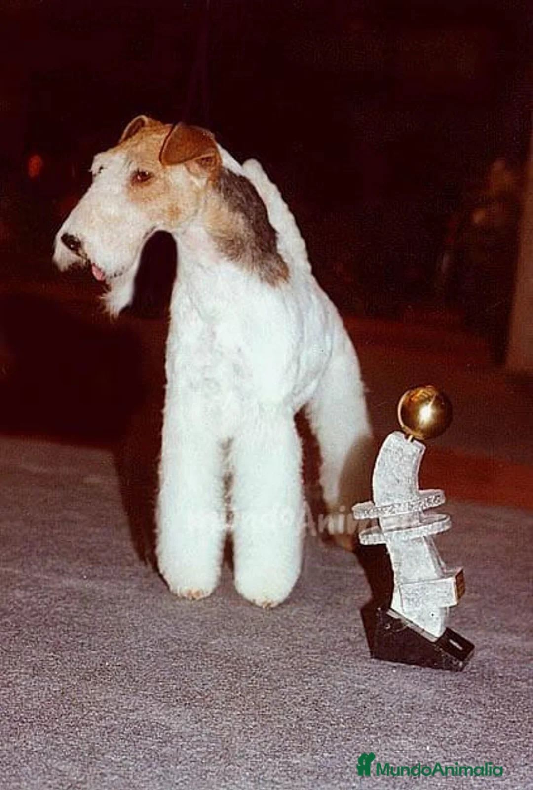 Imagen de galería {{count}}