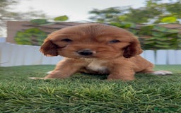 Cocker Spaniel Inglés perros en venta: COCKER MACHO ADORABLE Y JUGUETON - Imagen 12