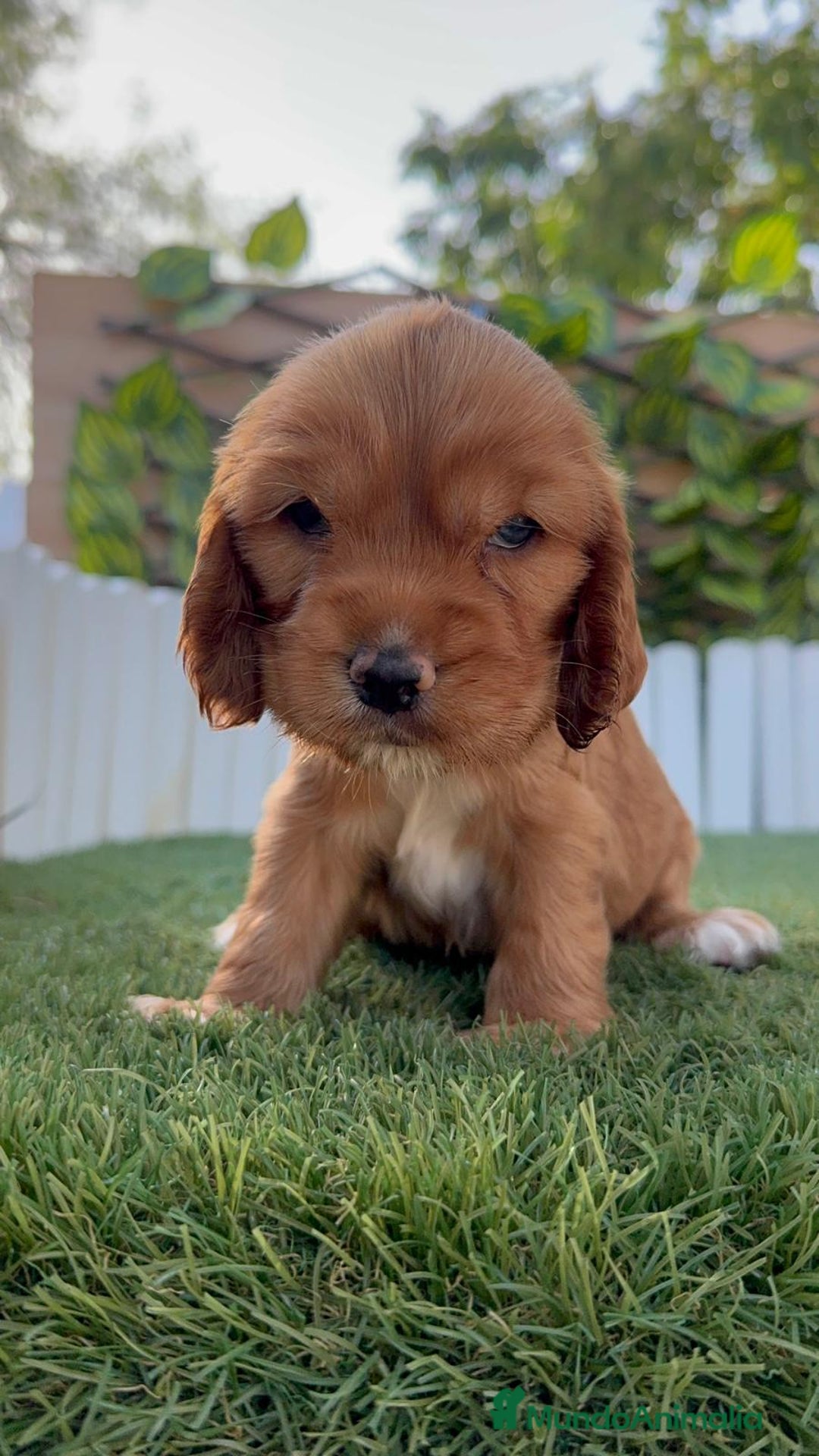 Cocker Spaniel Inglés perros en venta: COCKER MACHO ADORABLE Y JUGUETON - Imagen 12