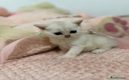 Scottish Straight gatos en venta: Scottish straight - Imagen 8