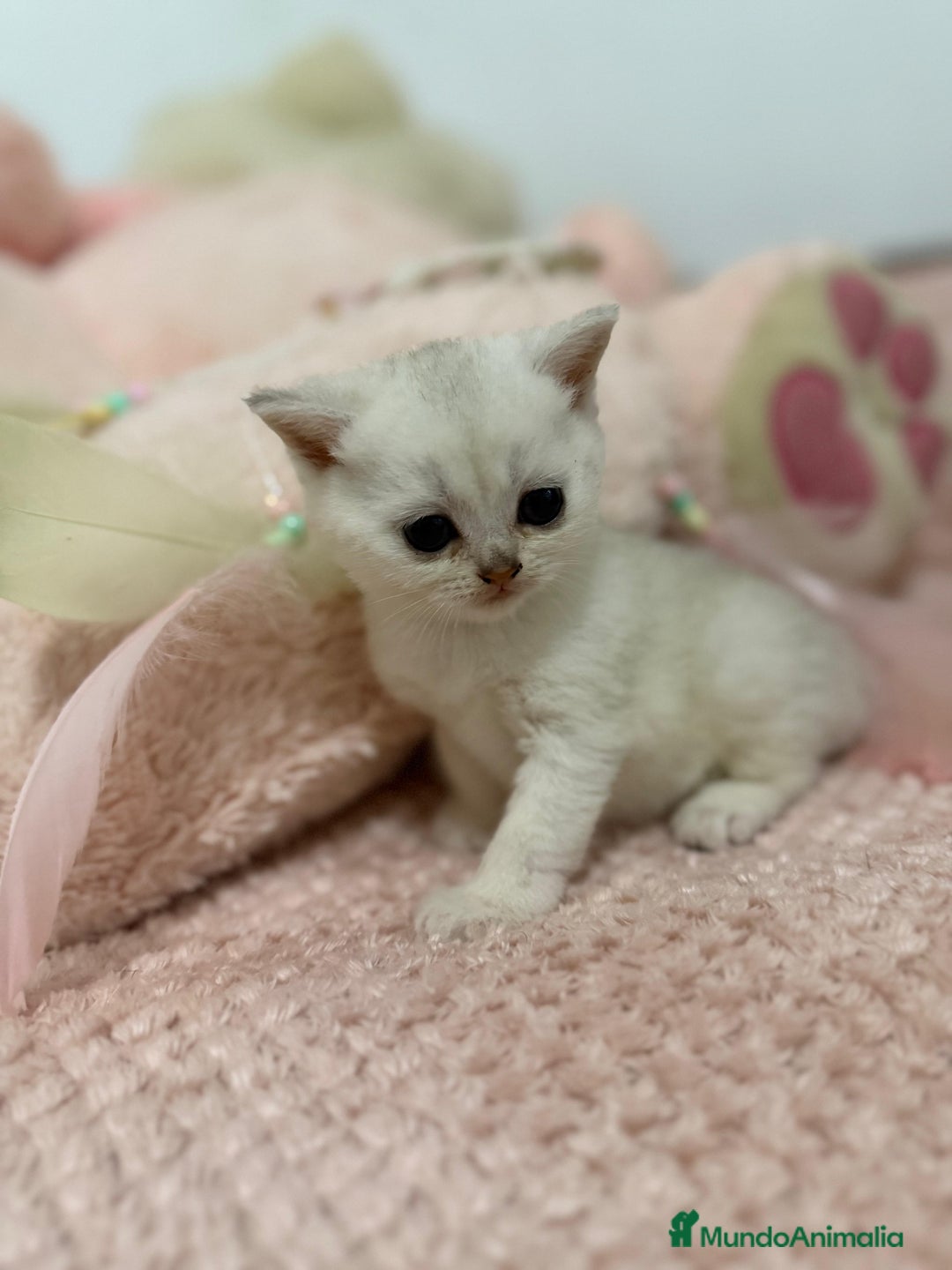 Scottish Straight gatos en venta: Scottish straight - Imagen 8