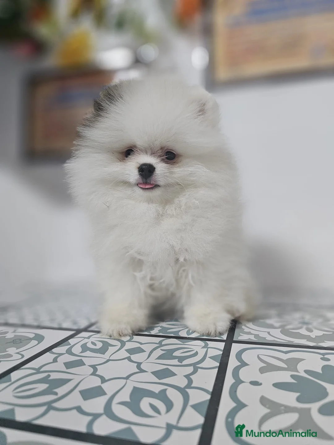 Pomerania perros en venta: CAMADA DE POMERANIA LINIA RUSA  en Barcelona - Anuncio 2