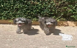 Caniche Enano perros en venta: Caniches EXCLUSIVOS!!! - Imagen 1