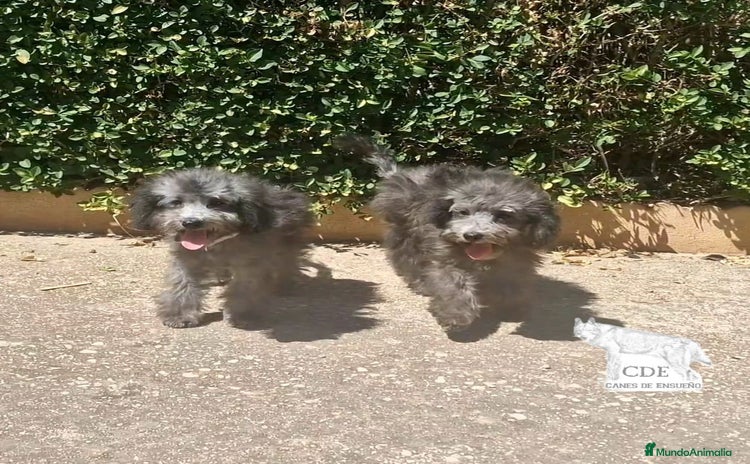 Caniche Enano perros - Anuncio 1