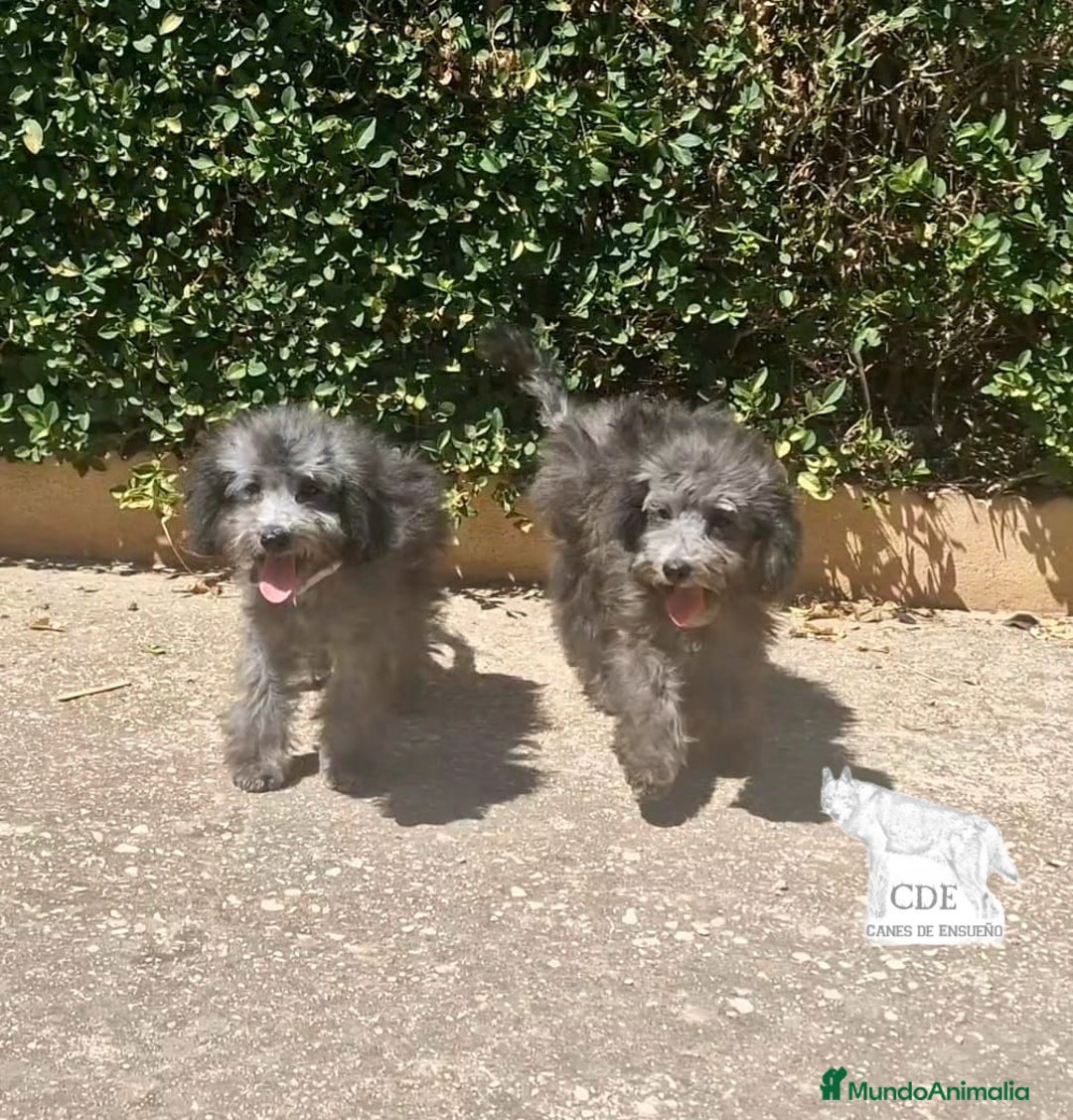 Caniche Enano perros en venta: Caniches EXCLUSIVOS!!! - Imagen 1