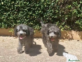 Caniche Enano perros - Anuncio 7