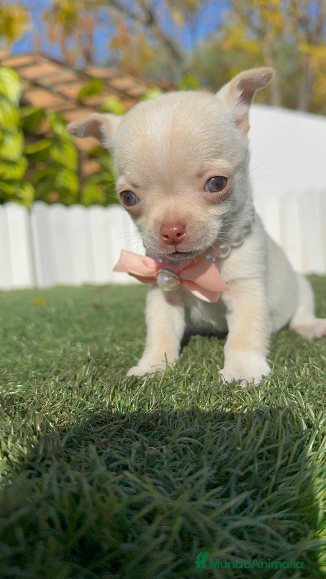 Chihuahua perros en venta: CHIHUAHUA HEMBRA - Anuncio 15