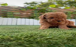 Caniche Toy perros en venta: CANICHE TOY ROJO MACHO - Imagen 26
