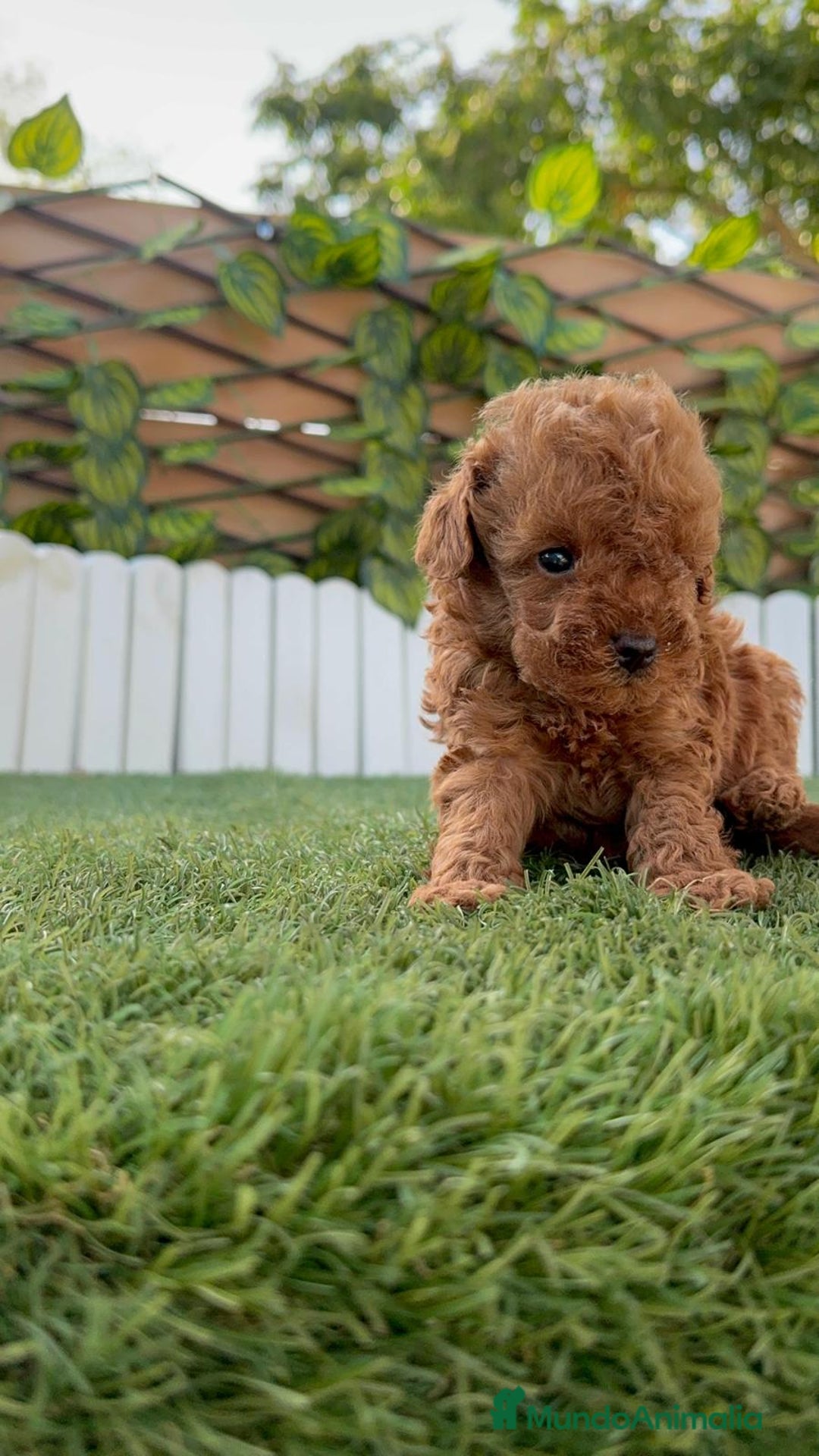 Caniche Toy perros en venta: CANICHE TOY ROJO MACHO - Imagen 26