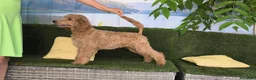 Caniche Gigante perros en venta: Caniches gigantes  - Anuncio 7
