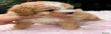 Caniche Toy 2