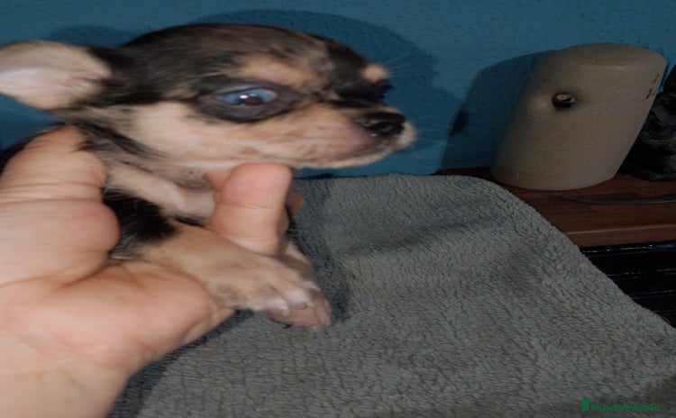 Chihuahua perros - Anuncio 4