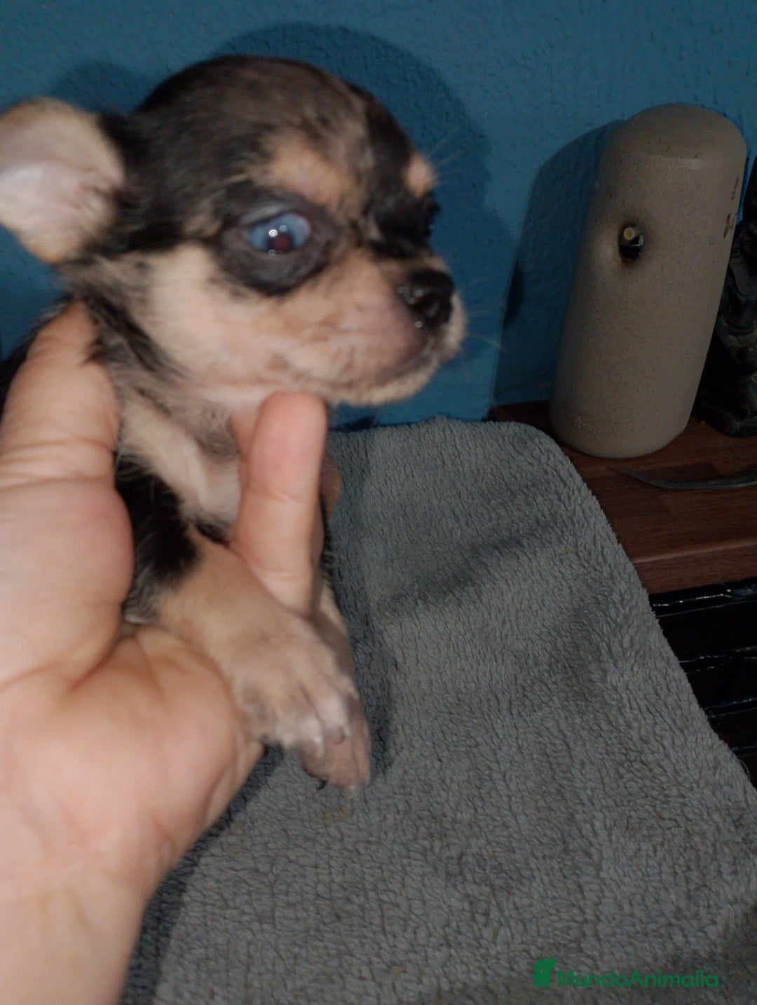 Chihuahua perros en venta: Chihuahua Merle macho  - Imagen 1