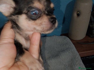 Chihuahua perros - Anuncio 31