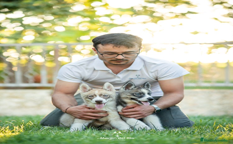 Husky Siberiano perros - Anuncio 4