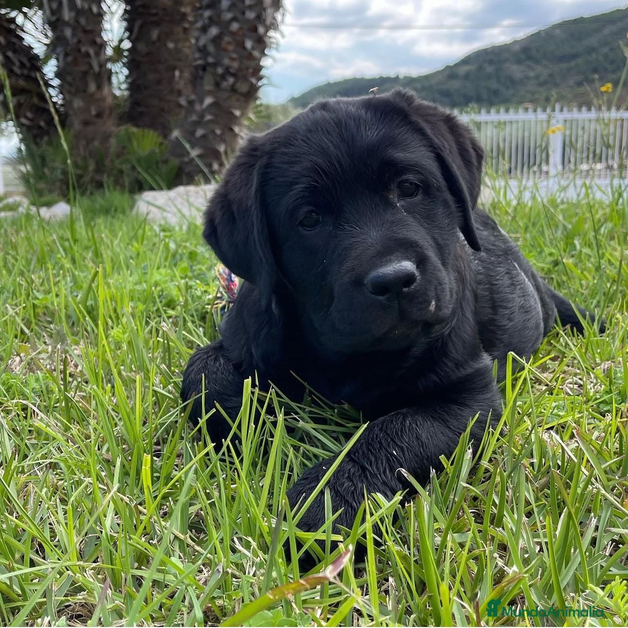Labrador Retriever perros Impresionantes cachorros de labrador  - Anuncio 22