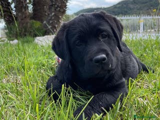 Labrador Retriever perros Impresionantes cachorros de labrador - Anuncio 1
