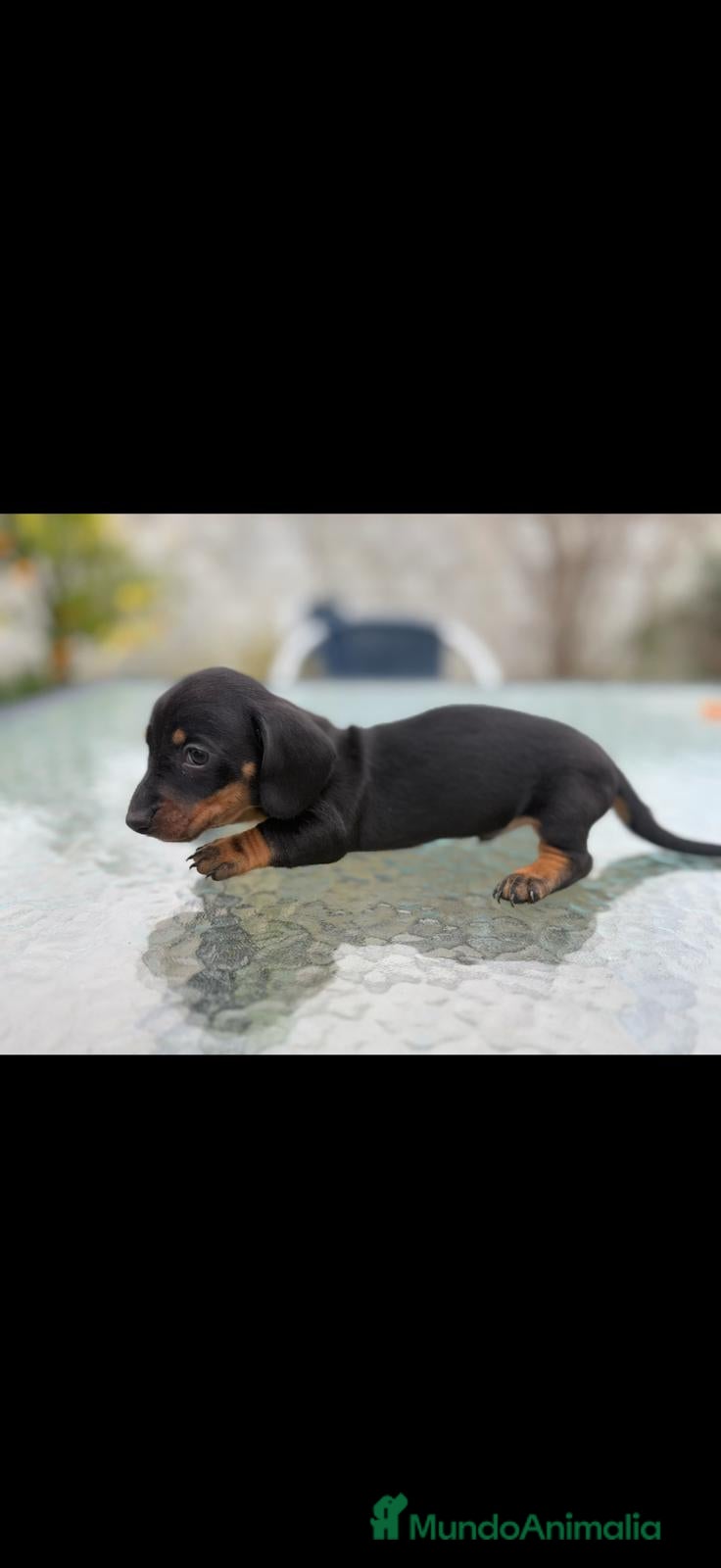 Teckel Miniatura perros Camada teckel kaninchen varios colores  - Anuncio 1