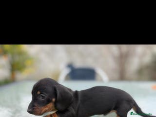 Teckel Miniatura perros Camada teckel kaninchen varios colores - Anuncio 12