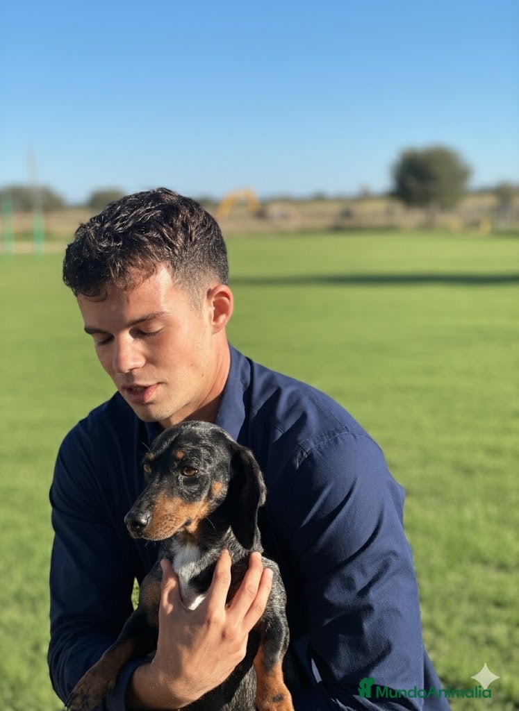 Teckel Miniatura perros Cachorro Teckel miniatura  - Anuncio 1