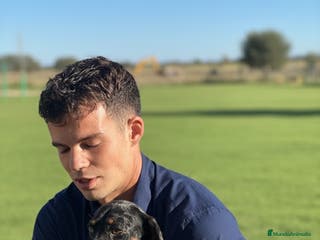 Teckel Miniatura perros Cachorro Teckel miniatura - Anuncio 7