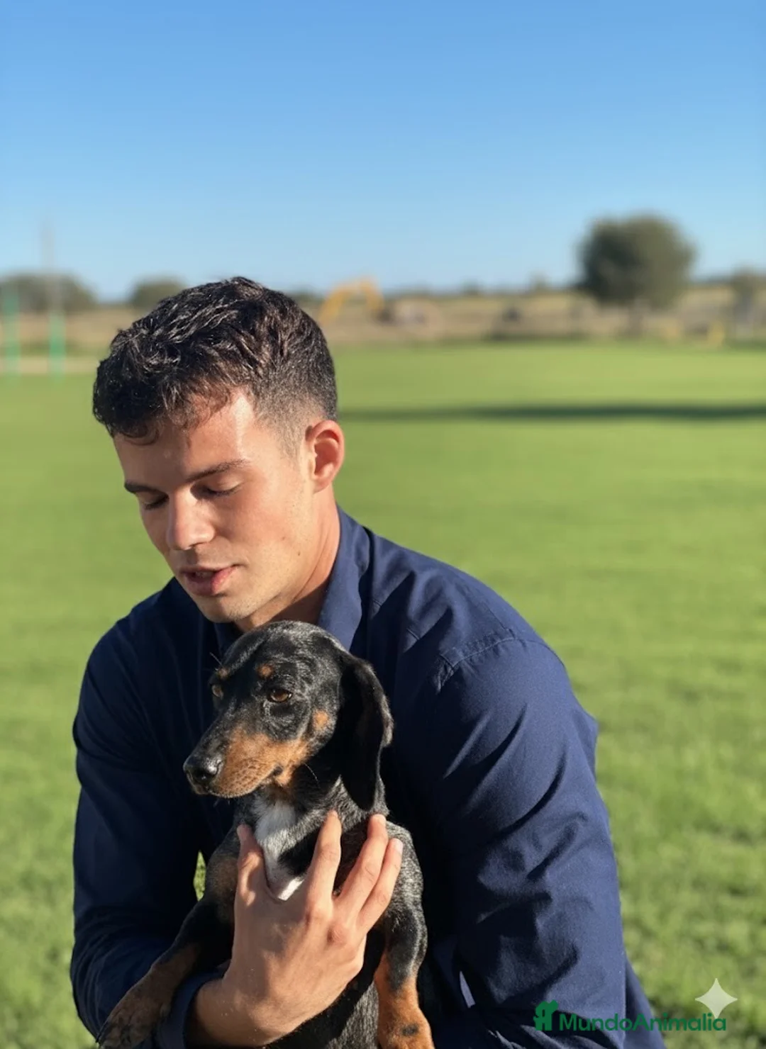 Teckel Miniatura perros en venta: Cachorro Teckel miniatura  - Anuncio 1