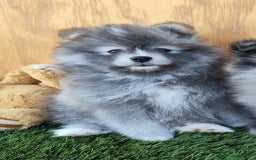 Pomsky perros en venta: Pomsky  - Anuncio 6