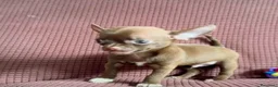 Chihuahua perros en venta: Chihuahuas mini toy  - Anuncio 3