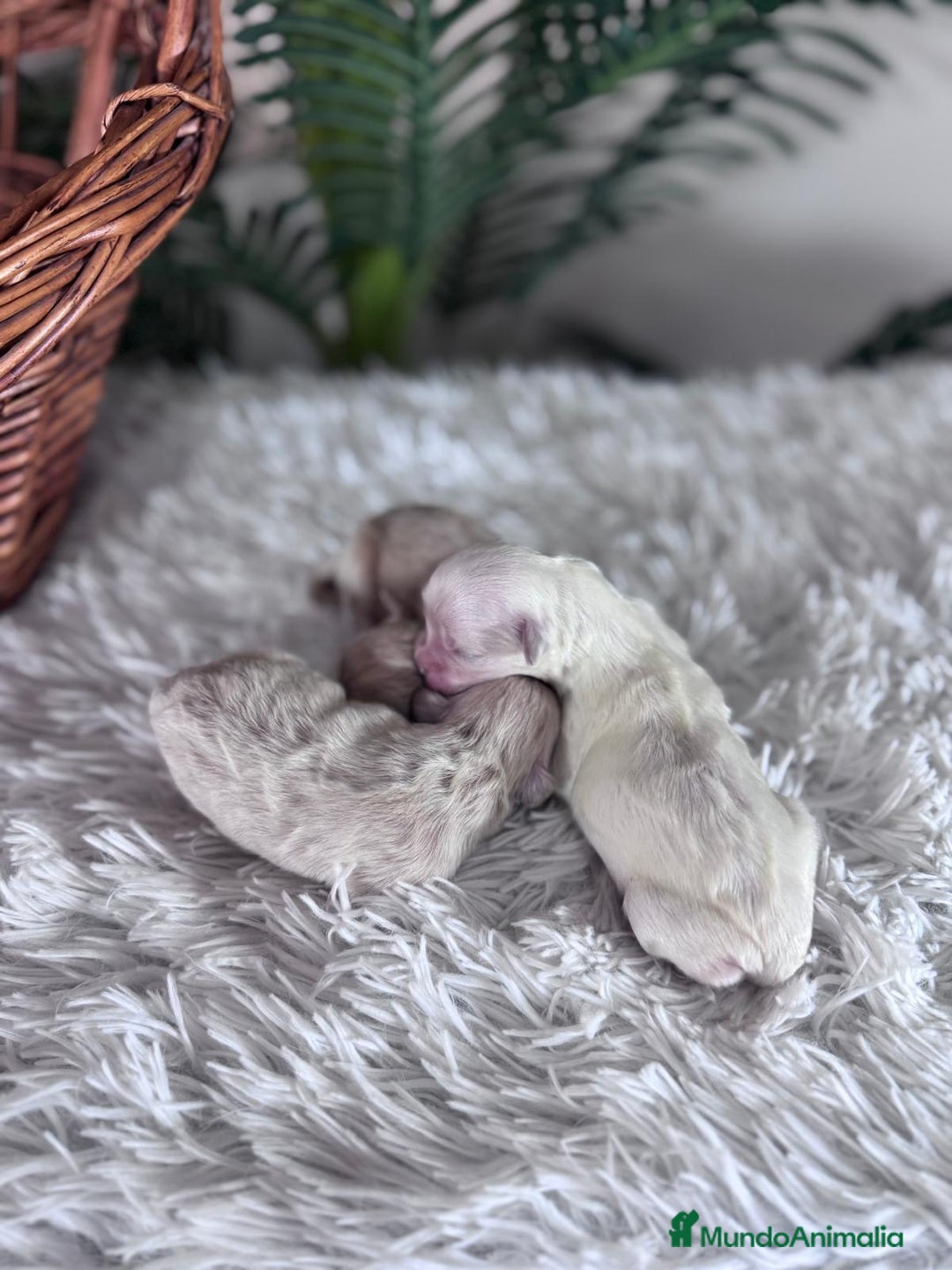 Maltipoo perros en venta: MALTIPOO  - Anuncio 24