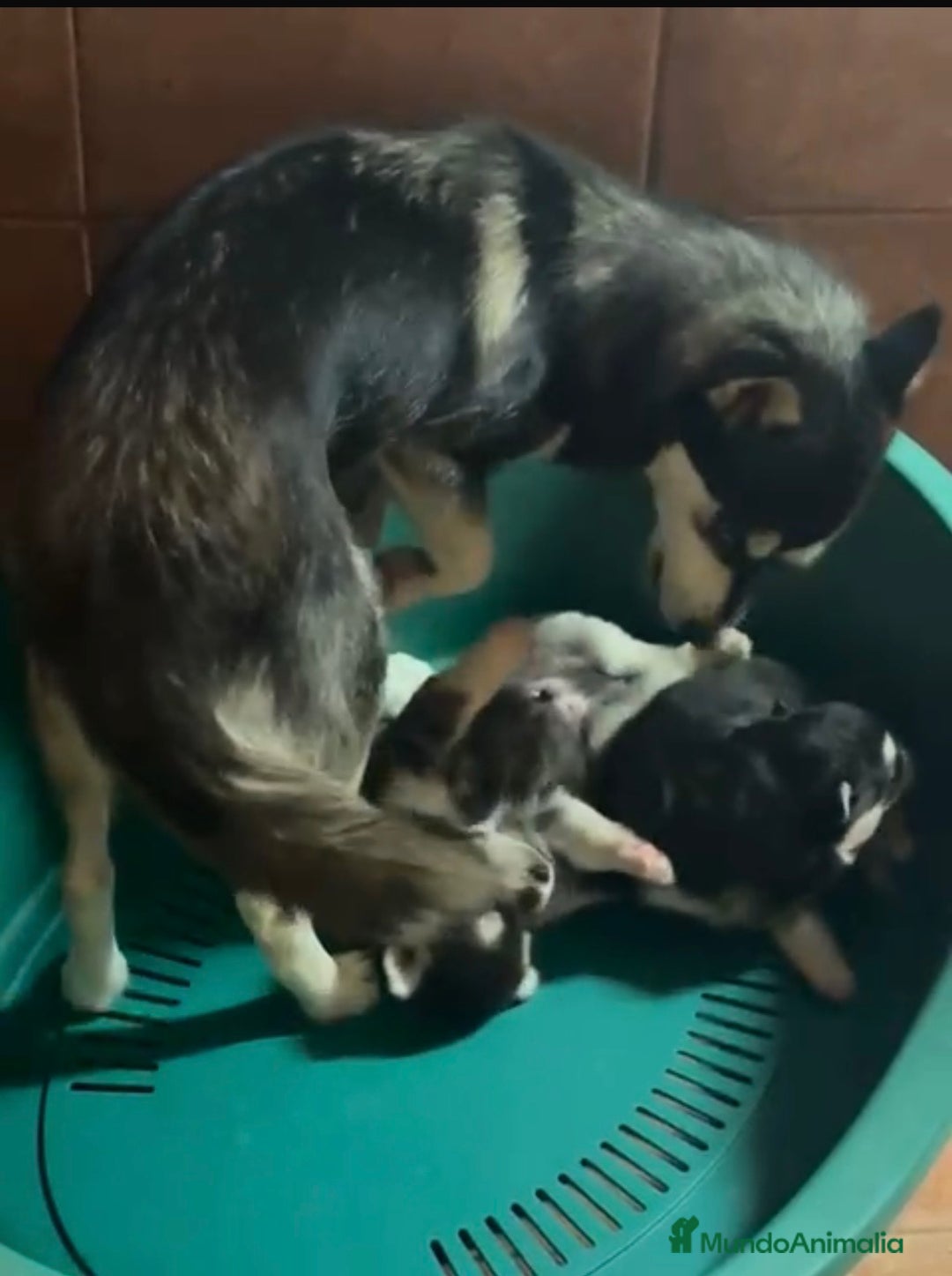 Pomsky perros en venta: Pomsky miniatura multigeneracional  - Anuncio 13