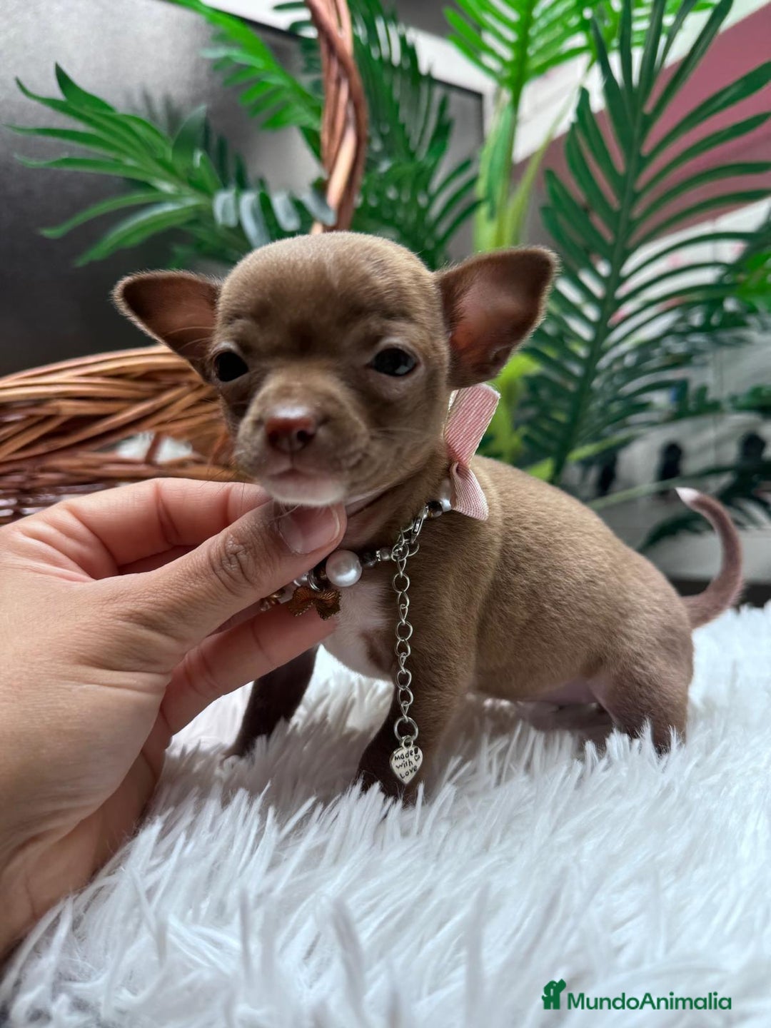 Chihuahua perros en venta: CHIHUAHUA HEMBRA - Anuncio 5