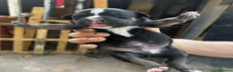 American Pit Bull Terrier perros en venta: American pitbull terrier  - Anuncio 6