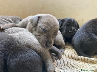 Cane Corso perros en Sevilla - Anuncio 10