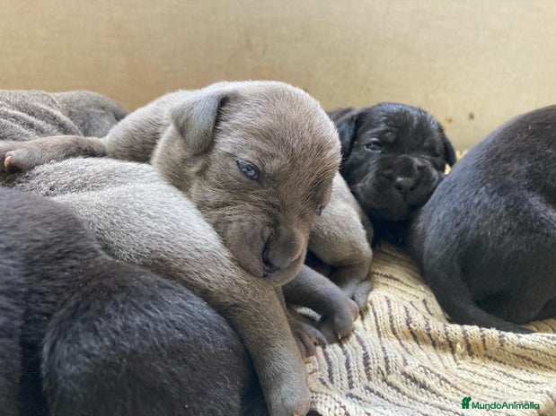 Cane Corso perros en Sevilla - Anuncio 2